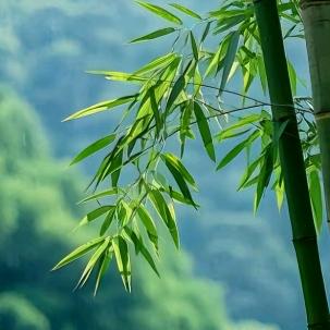 新中式