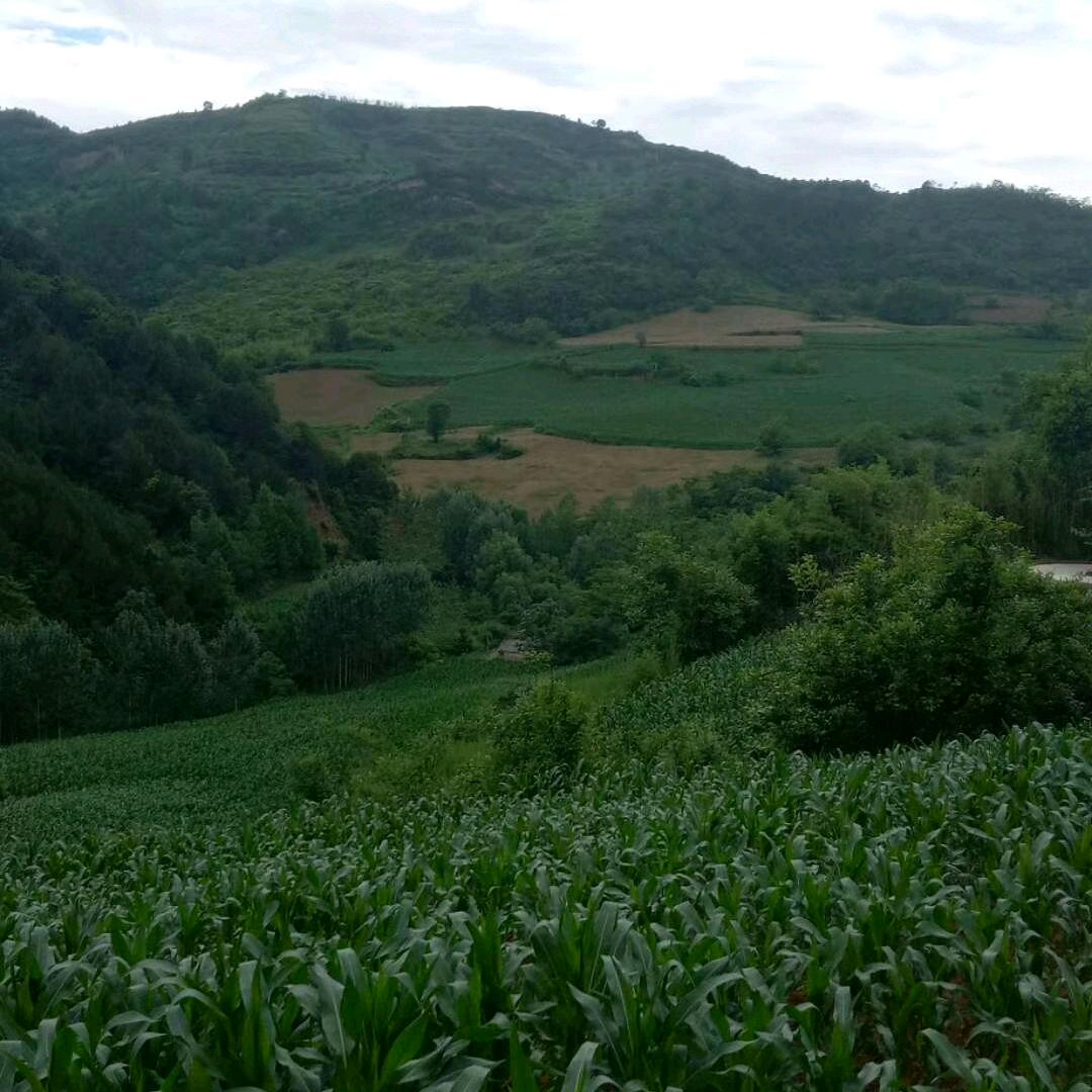 王军。我想寻找一个真爱一起农村过生