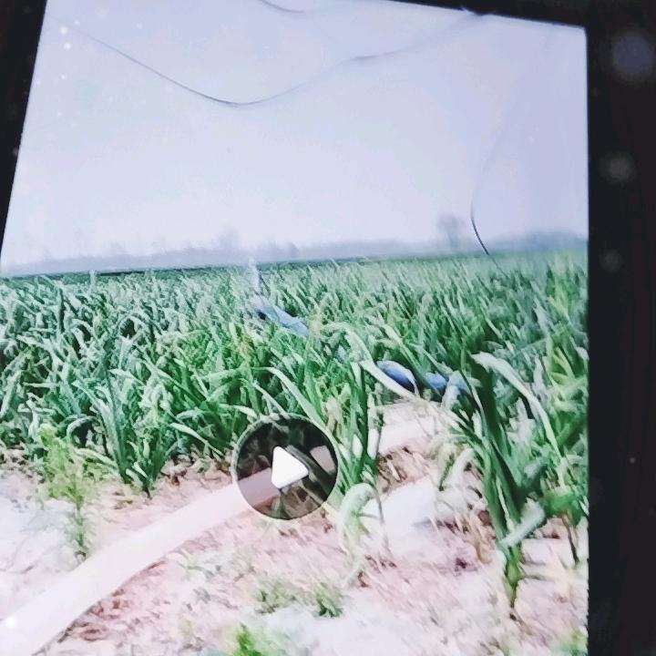 雪中梅@