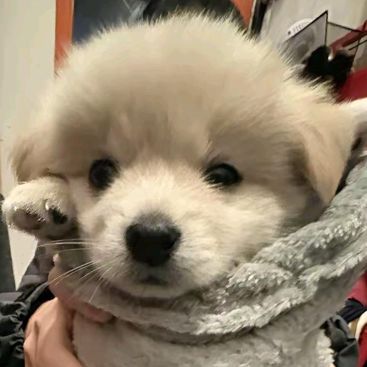 如果忧郁是天赋
