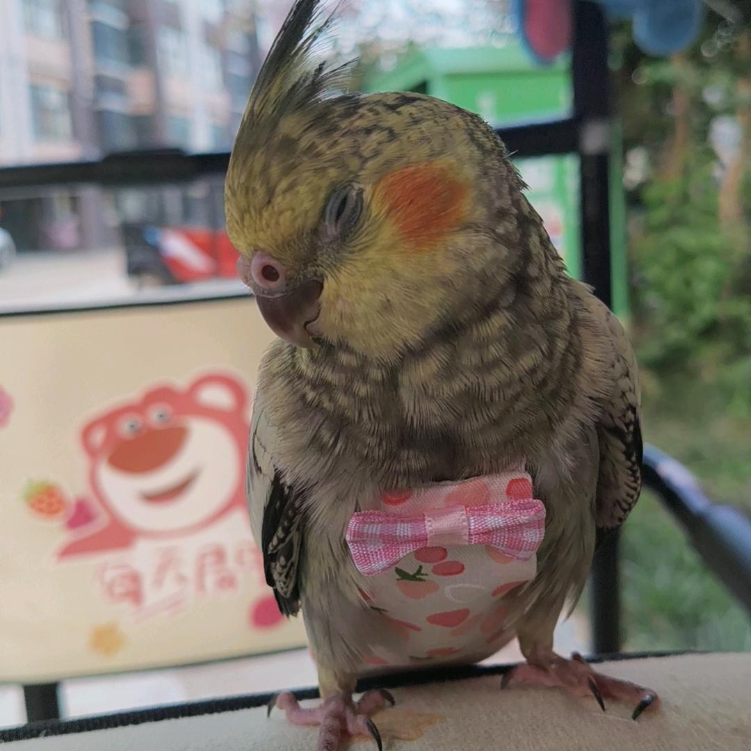赵开心🤗