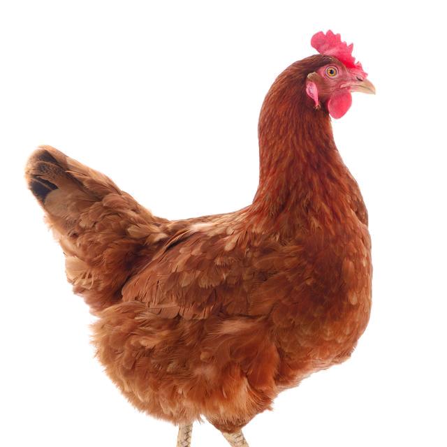 🐔鸡无忧~王东