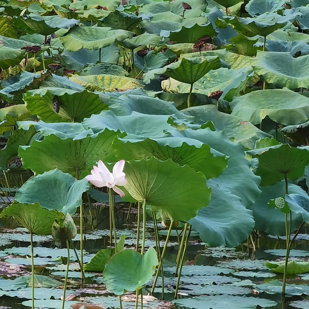 糯米岛岛主