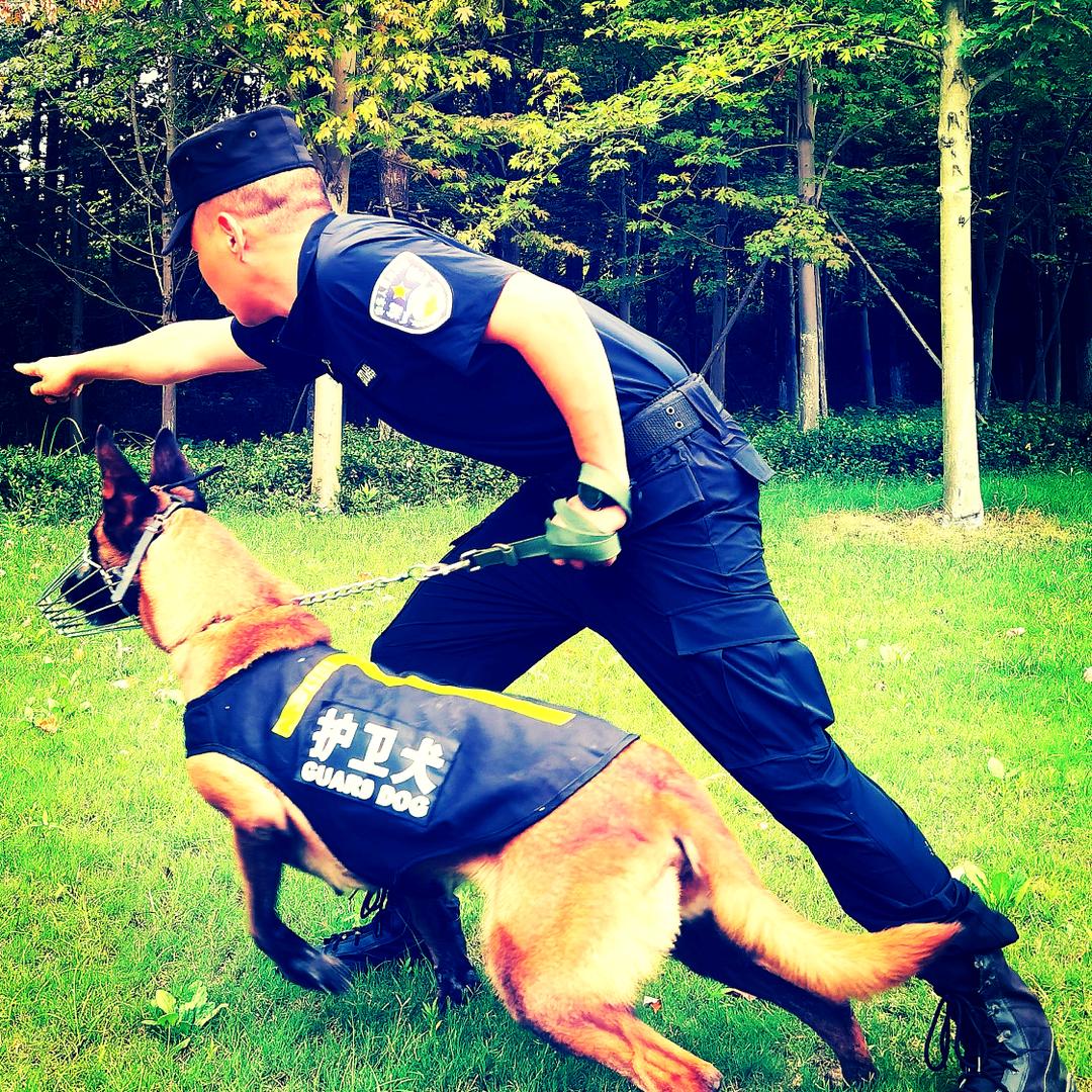 苏通巡防犬繁训基地