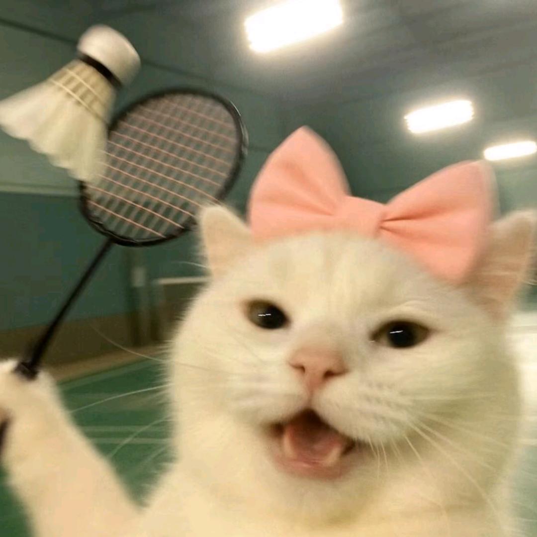 流浪的小猫