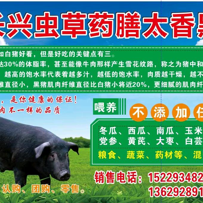 药膳太香黑猪.