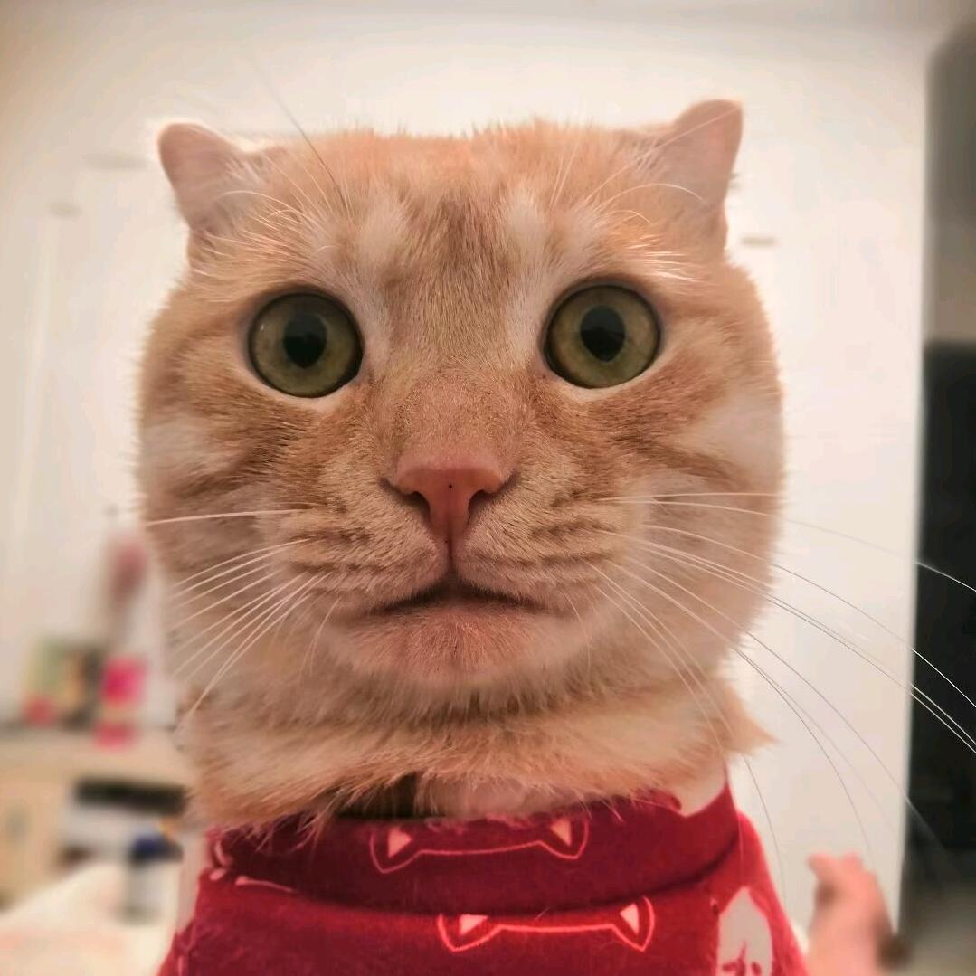 念嫨安