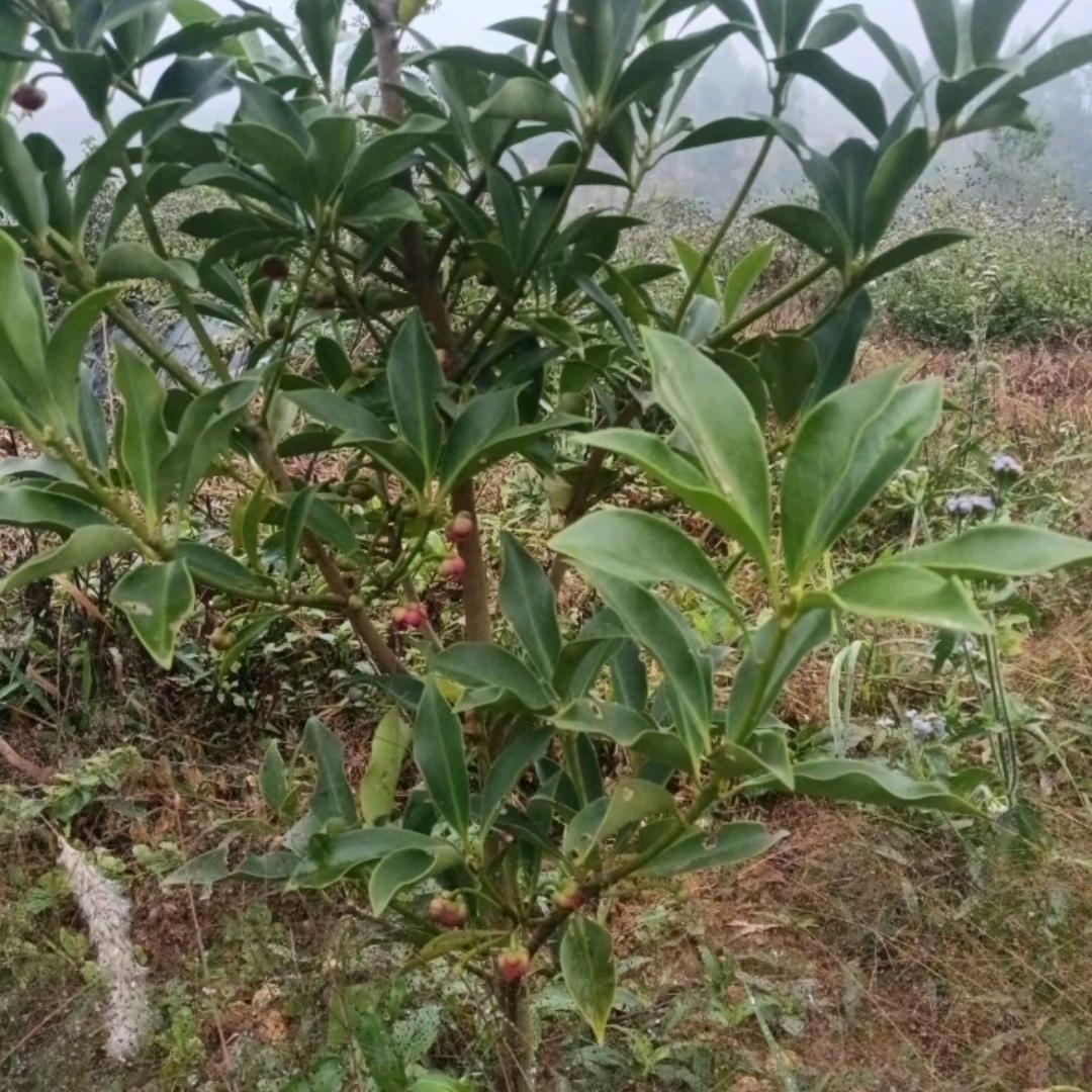 广西梧州古龙嫁接八角苗