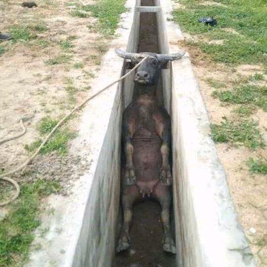牛气冲天