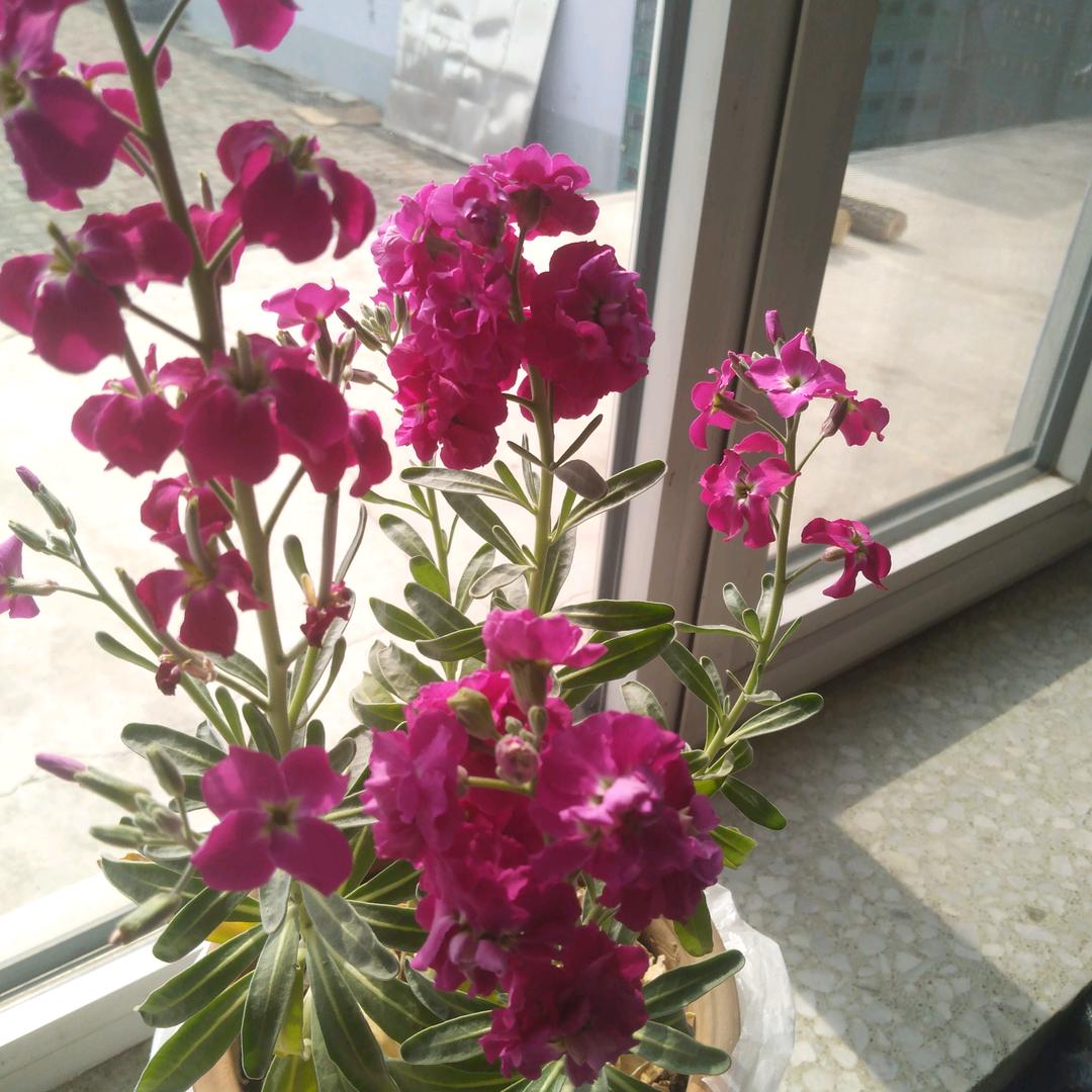 玉华小号（大号晚八点十八）