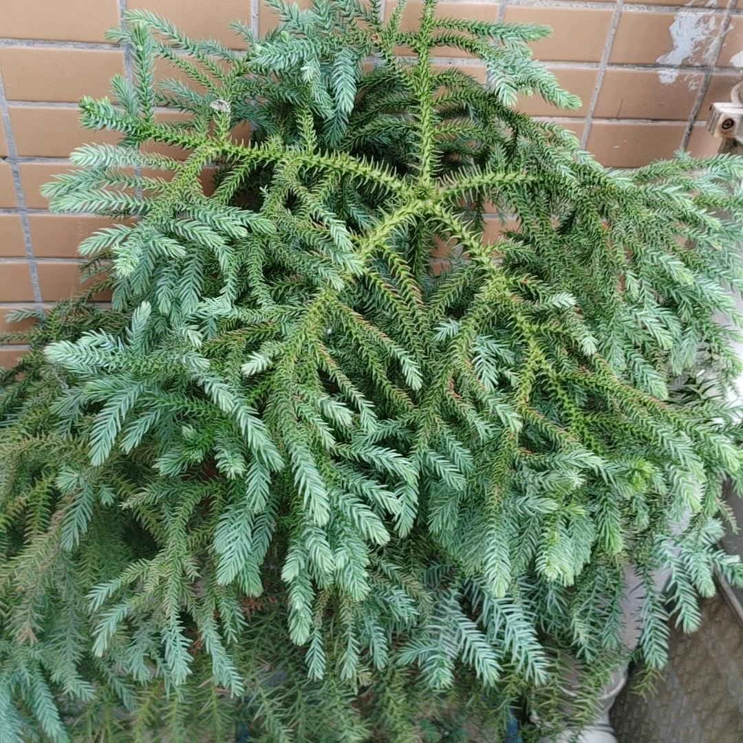 珍琼