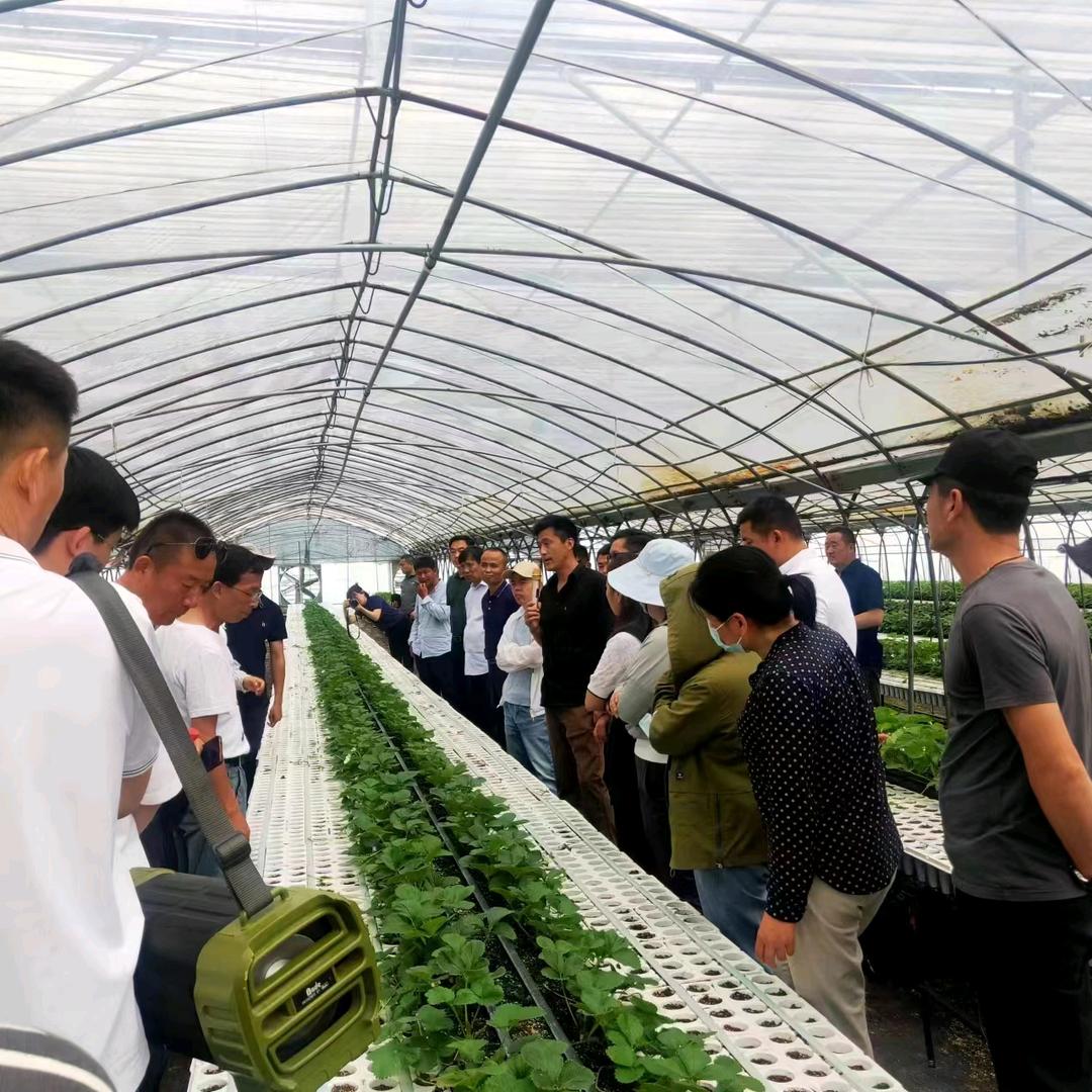 阜阳高架育苗（锐茂种业）