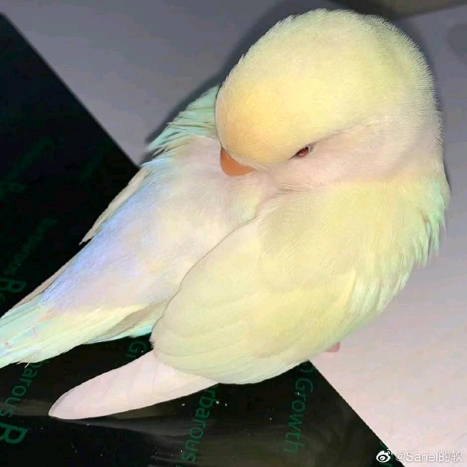 抖人(喜欢发疯版