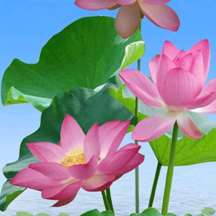 希望明天更好
