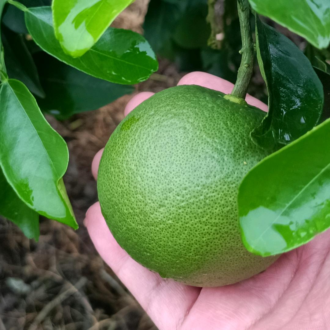 荷尔蒙