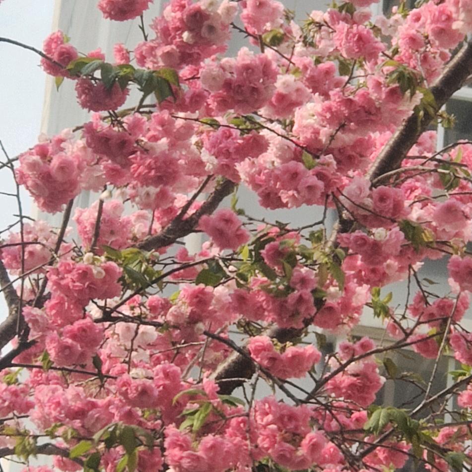 坚果妹