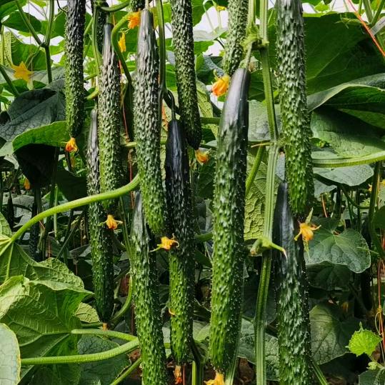 长恒种业 李洪军