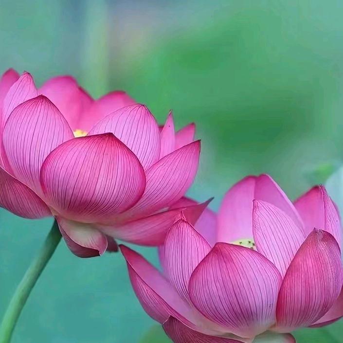 三姑娘🍀