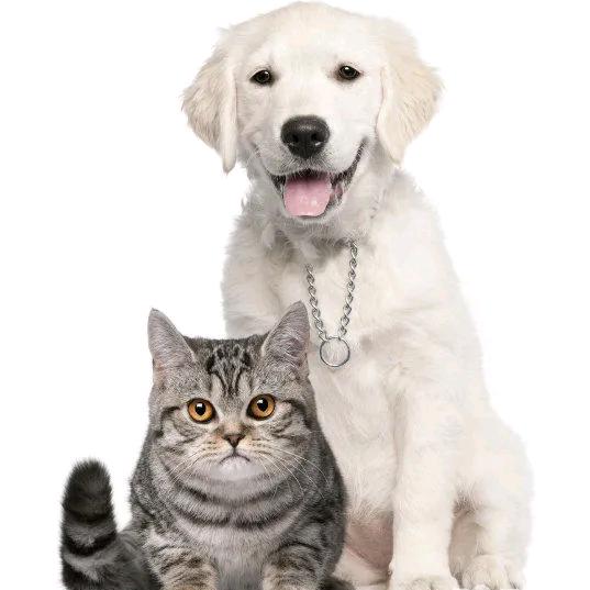 傻猫