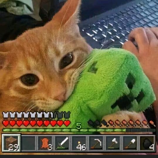 小猫解说