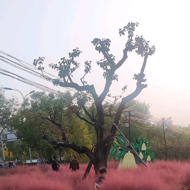不是夕阳
