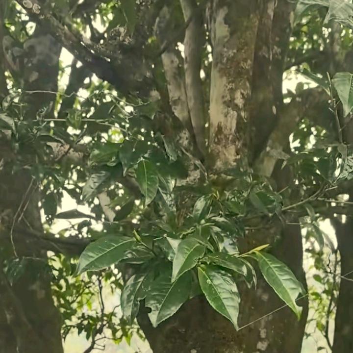 原生态古树茶。