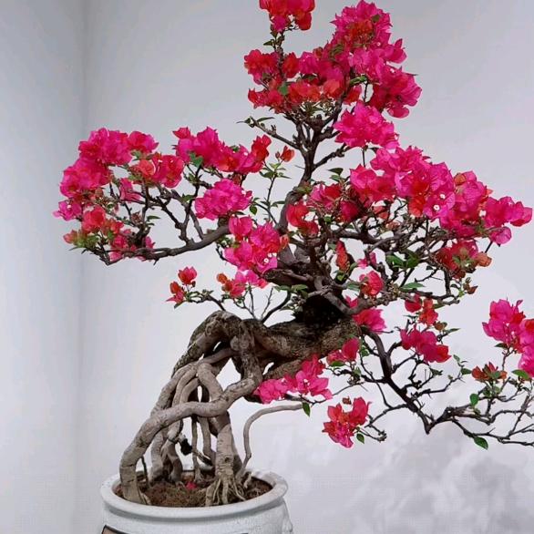 🌈随心远行💫