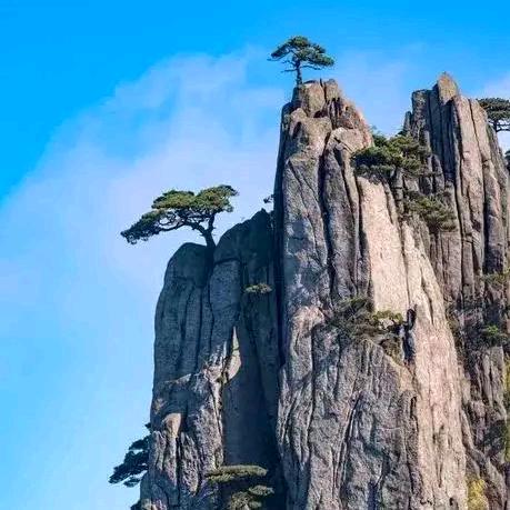 高山岩松