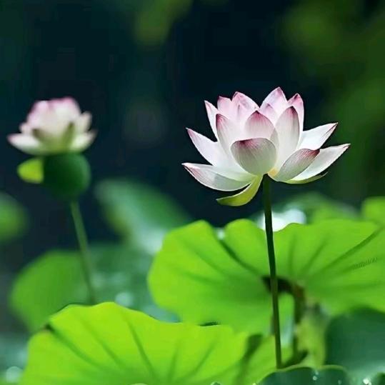 🌾☘️魏我独尊💞🍎