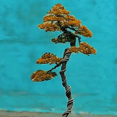 晓李盆景