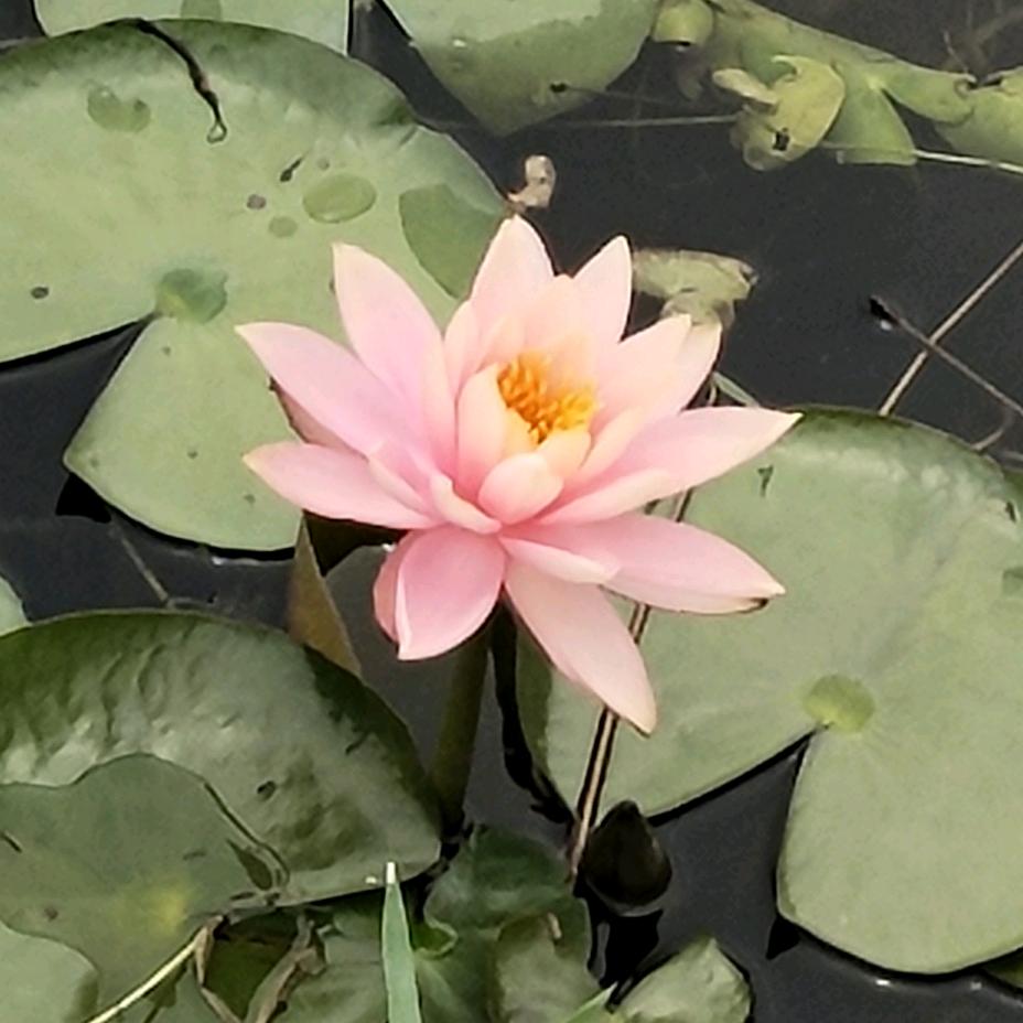 绿光
