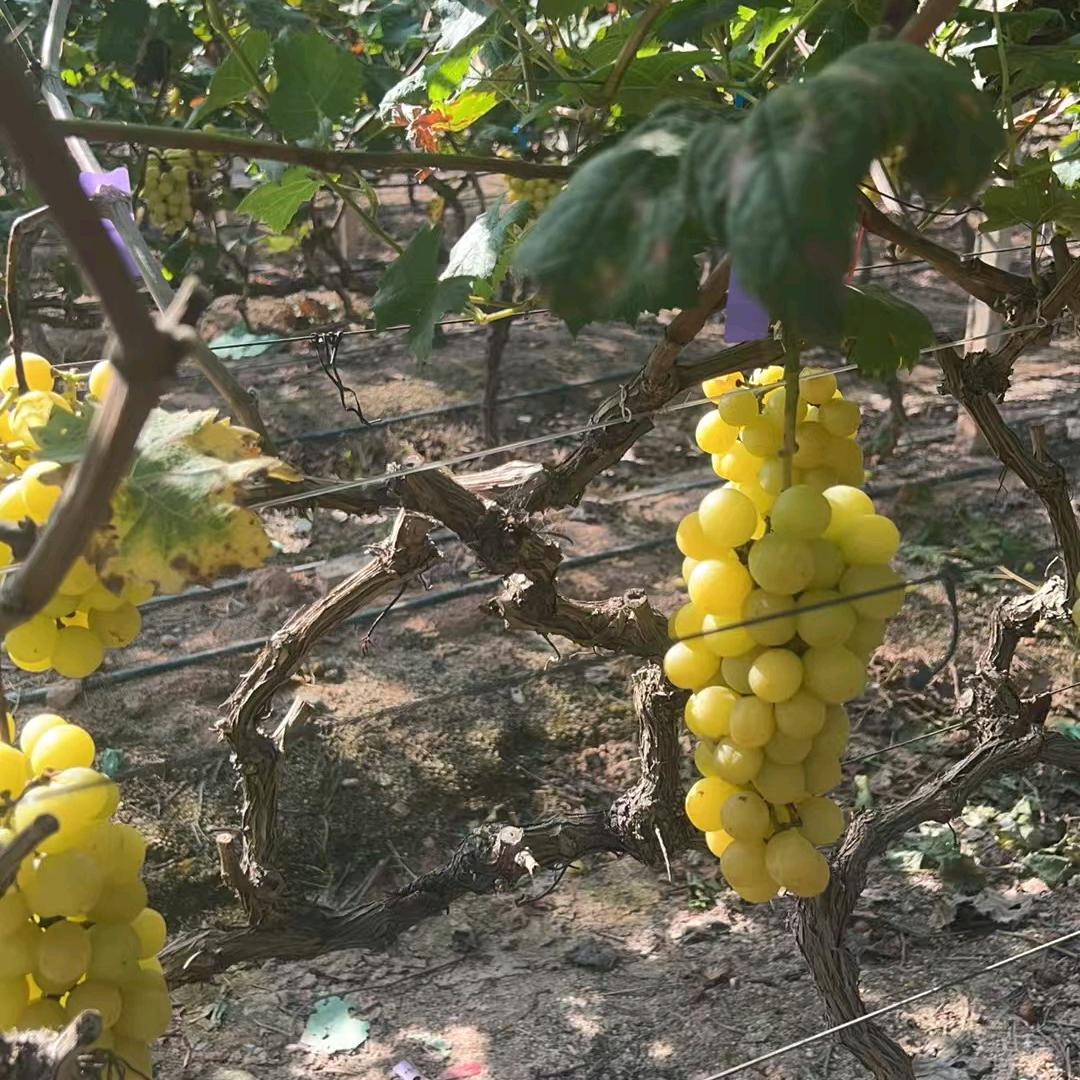 珍惜❤对我🌹好的人💖