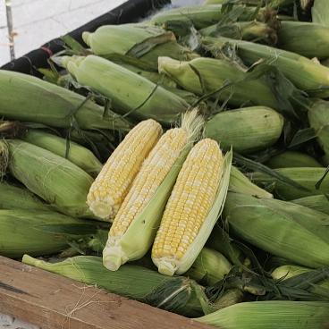 玉米