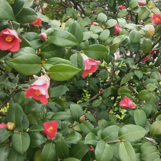 微微一笑很倾城