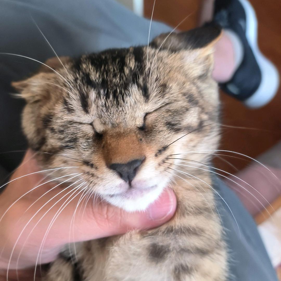 一只犟种
