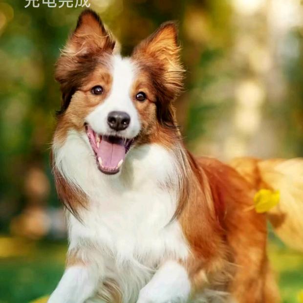 会昌兴兴地产英英