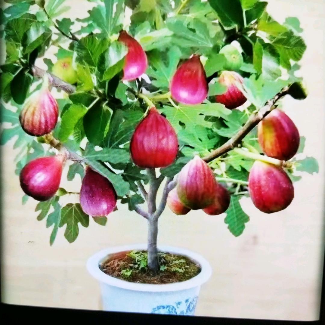 山河