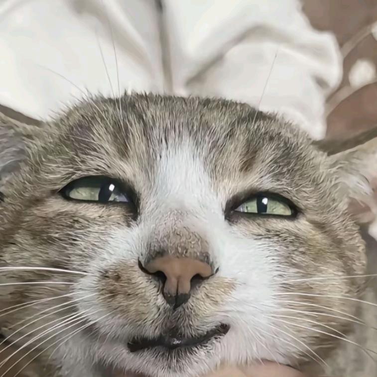 楸生