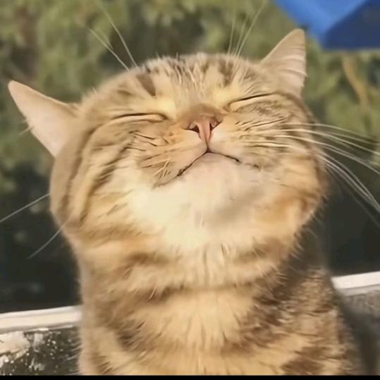 水木