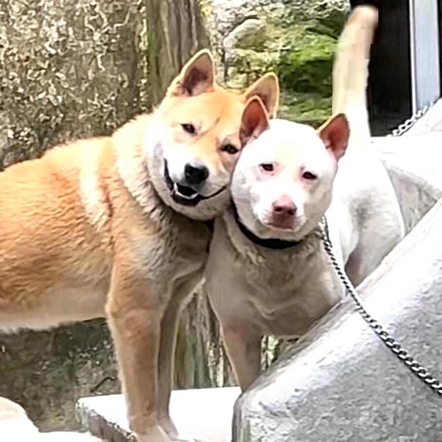 二柱