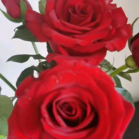平安健康🌹🌹心中有阳光🌹🌹