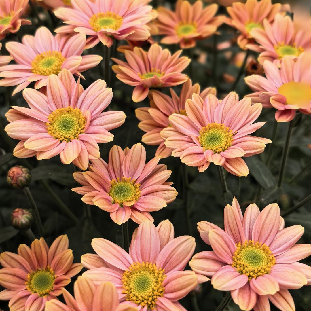 哈尼酱(ღ˘⌣˘ღ)