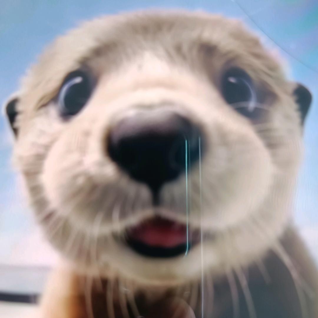 小磊磊头像
