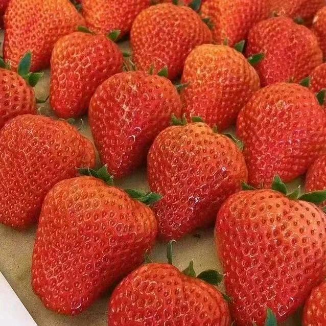 草莓味