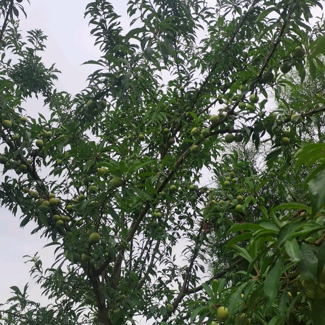 如愿☁️☁️