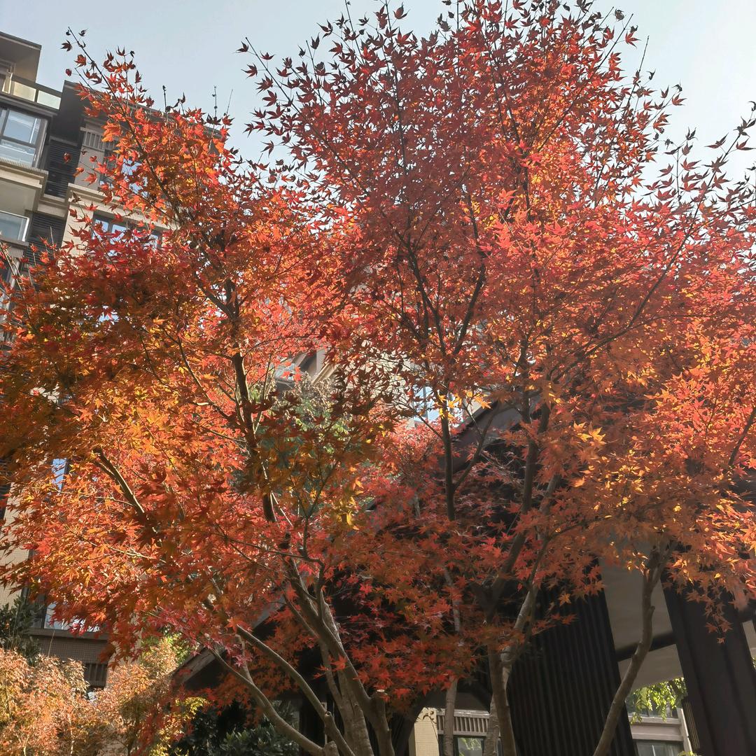 🈶1️⃣说1️⃣