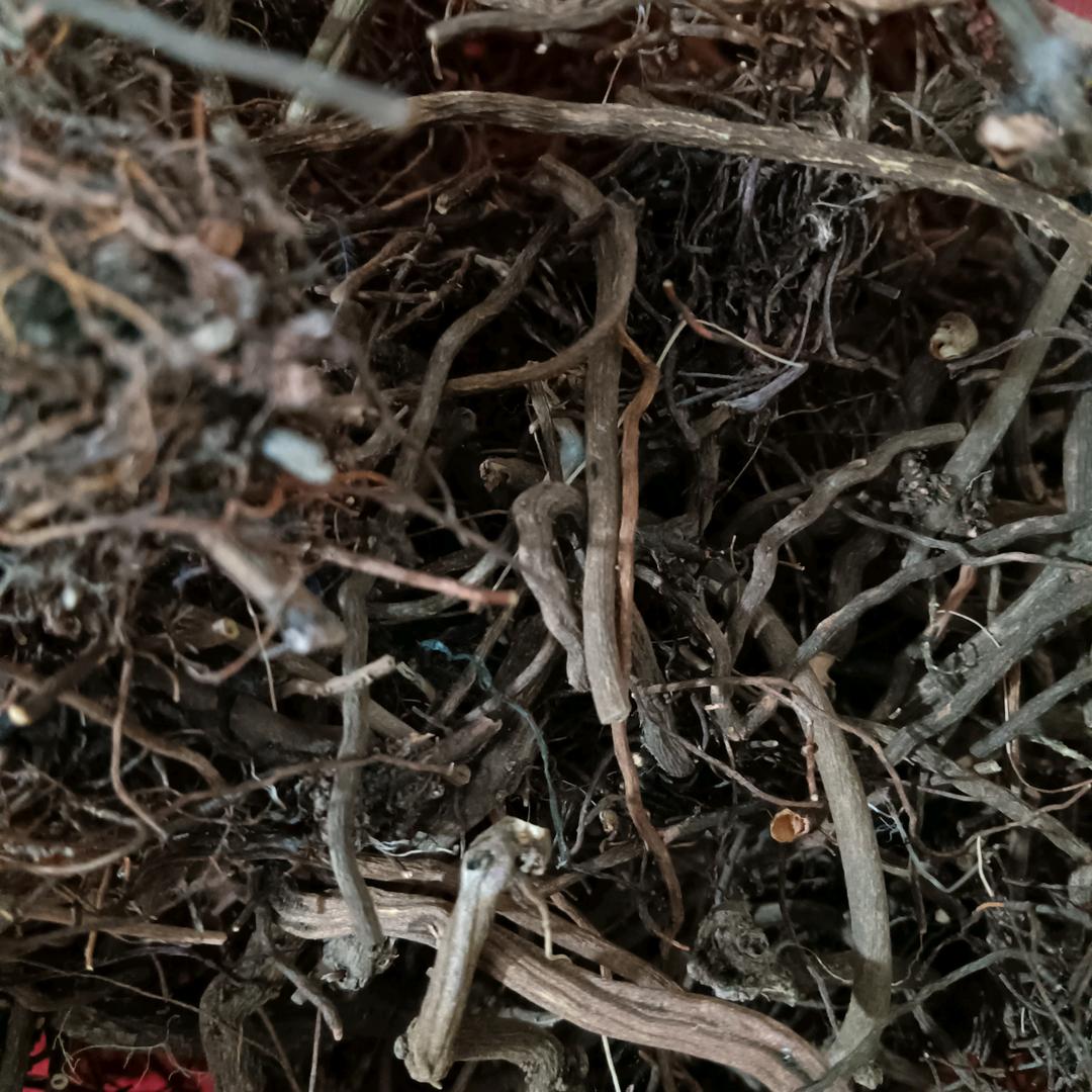 阿城昆虫