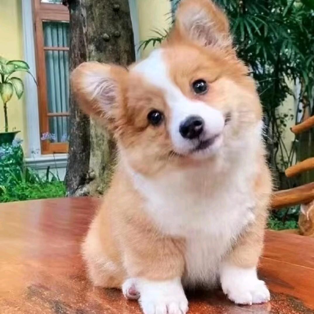 妞儿酱