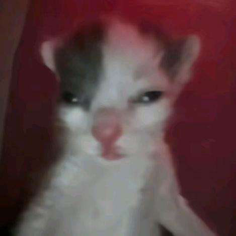 凑凑小猫