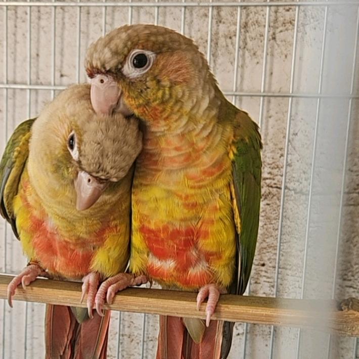 晴天🌞鹦鹉🦜